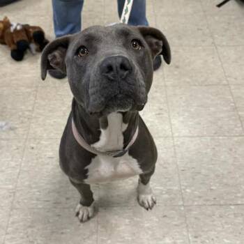 Costina -  Pit Bull Terrier Dog for Adoption in East St. Louis, Illinois - Costina | PetCurious