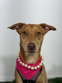 Vanilla-One of our Amazing Rescue Dogs -  Labrador Retriever and German Shepherd Dog Dog for Adoption in Carlsbad, California - Vanilla-One Of Our Amazing Rescue Dogs | PetCurious