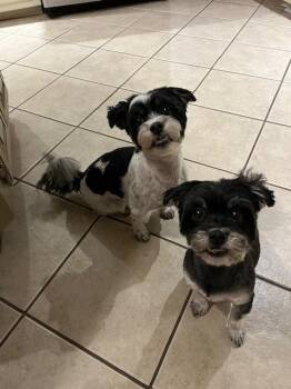 Rescue Maltese and Mixed Breed Dogs for Adoption in Hampton, Virginia - Bean | PetCurious
