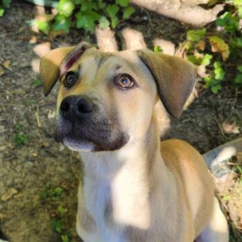 Chausie -  American Staffordshire Terrier Dog for Adoption in Newberg, Oregon - Chausie | PetCurious