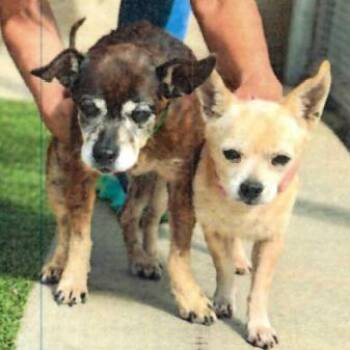 Lexus -  Chihuahua Dog for Adoption in Ramona, California - Lexus | PetCurious