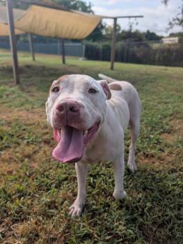 Maple -  American Staffordshire Terrier and Pit Bull Terrier Dog for Adoption in Lewisburg, Tennessee - Maple | PetCurious
