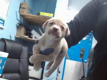 Husky and Mixed Breed Dogs Available for Adoption in Albuquerque, New Mexico - DODGE | PetCurious