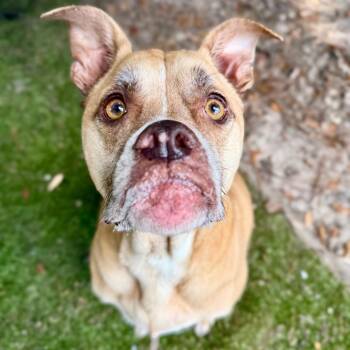 Elsie -  Mixed Breed Dog for Adoption in Milton, Florida - Elsie | PetCurious