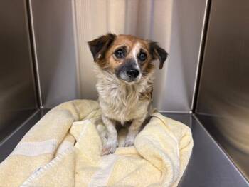JULIET -  Dachshund and Mixed Breed Dog for Adoption in Tustin, California - JULIET | PetCurious