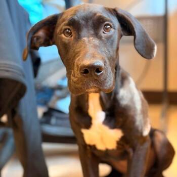 Gypsy -  Great Dane Dog for Adoption in Allen, Texas - Gypsy | PetCurious
