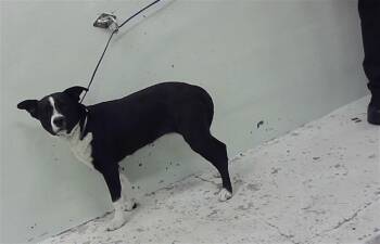 Staffordshire Bull Terrier and Mixed Breed Dogs Available for Adoption - FREYA | PetCurious