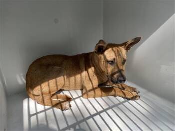 Black Mouth Cur Dogs Available for Adoption in Houston, Texas - A655741 | PetCurious
