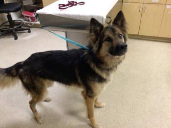 MR. POSTMAN -  German Shepherd Dog Dog for Adoption in Riverside, California - MR. POSTMAN | PetCurious