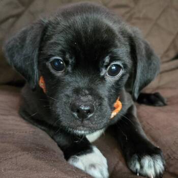 Tatoo -  Shih Tzu Dog for Adoption in Springfield, Missouri - Tatoo | PetCurious