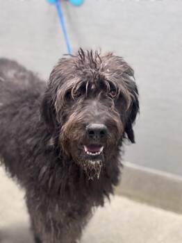 Giant Schnauzer Dogs Available for Adoption in Las Vegas, Nevada - PICASSO | PetCurious