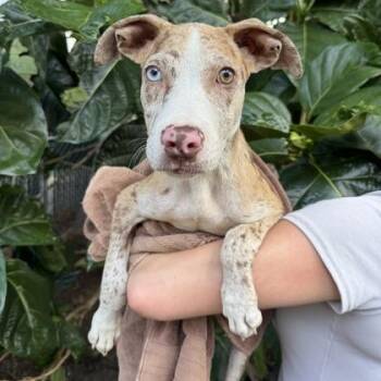 Ryder -  Catahoula Leopard Dog and Mixed Breed Dog for Adoption in Honolulu, Hawaii - Ryder | PetCurious