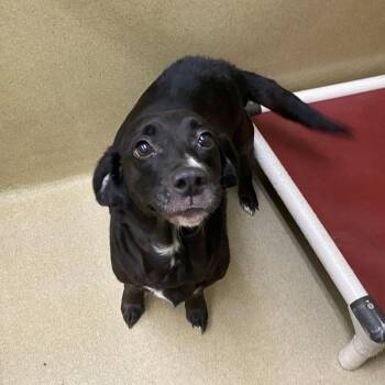 Bagel -  Chihuahua and Beagle Dog for Adoption in Monroe, Georgia - Bagel | PetCurious