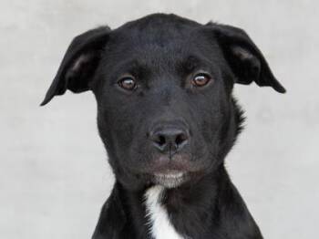 Mixed Breed Dogs Available for Adoption - Skipper | PetCurious