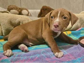 Martin -  Pit Bull Terrier Dog for Adoption in Manchester, Connecticut - Martin | PetCurious