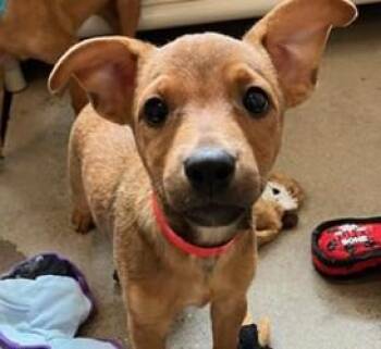 TANGO -  Australian Cattle Dog Blue Heeler Dog for Adoption in Palo Alto, California - TANGO | PetCurious