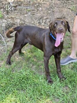 Ike -  Labrador Retriever Dog for Adoption in Watkinsville, Georgia - Ike | PetCurious