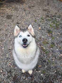 Siberian Husky Dogs Available for Adoption in Clover, South Carolina - Bertie | PetCurious