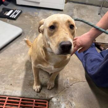 Buster -  Labrador Retriever and Mixed Breed Dog for Adoption in Eureka Springs, Arkansas - Buster | PetCurious