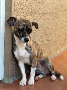 Rescue Chihuahua Dogs for Adoption in Humacao, Humacao - Asha | PetCurious