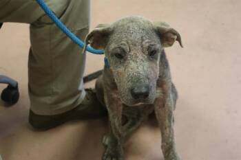 HATCH -  Mixed Breed Dog for Adoption in Columbia, South Carolina - HATCH | PetCurious