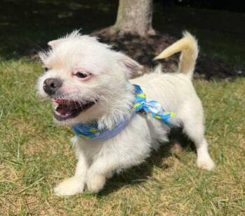 Robert -  Terrier Dog for Adoption in Arlington, Virginia - Robert | PetCurious