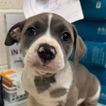 Rescue Pit Bull Terrier Dogs for Adoption in Los Angeles, California - Sharon | PetCurious