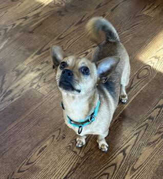 Dachshund and Chihuahua Dogs Available for Adoption - Johnny | PetCurious