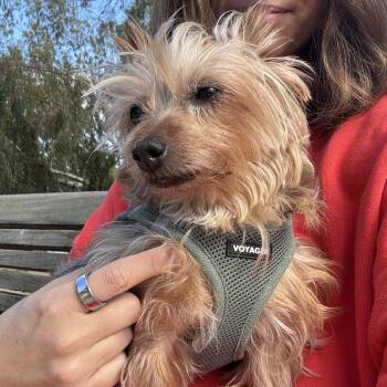 Yorkshire Terrier Dogs Available for Adoption in Pasadena, California - Dottie | PetCurious