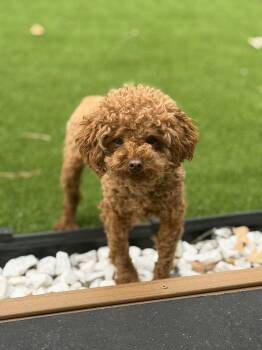 Dao Dao -  Poodle Dog for Adoption in Milton, Georgia - Dao Dao | PetCurious