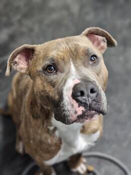 Rescue American Bully Dogs for Adoption in Fort Madison, Iowa - Hercules | PetCurious