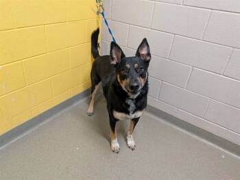 Rescue German Shepherd Dog and Australian Cattle Dog Blue Heeler Dogs for Adoption in Colorado Springs, Colorado - WESLEY | PetCurious