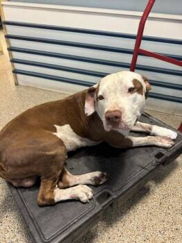 DRACO -  American Staffordshire Terrier and Pit Bull Terrier Dog for Adoption in Doral, Florida - DRACO | PetCurious