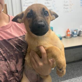 Iridessa: 3310 -  German Shepherd Dog and Norwegian Elkhound Dog for Adoption in Fairmont, West Virginia - Iridessa: 3310 | PetCurious