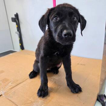 Zuma -  Labrador Retriever and Dutch Shepherd Dog for Adoption in Phoenix, Arizona - Zuma | PetCurious