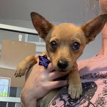 Zuko -  Mixed Breed Dog for Adoption in San Francisco, California - Zuko | PetCurious