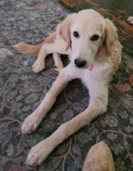 Tumble -  Great Pyrenees Dog for Adoption in Kiowa, Oklahoma - Tumble | PetCurious
