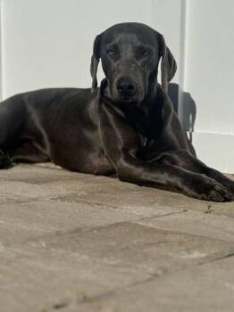 Weimaraner Dogs Available for Adoption in Parrish, Florida - Gyspy | PetCurious