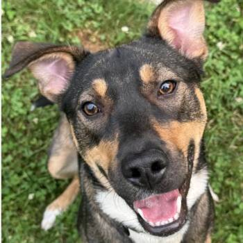 Bailey -  Bernese Mountain Dog and Mixed Breed Dog for Adoption in Jefferson, New Jersey - Bailey | PetCurious