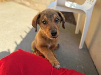 Rottweiler and Mixed Breed Dogs Available for Adoption in Antioch, California - TIMBER | PetCurious