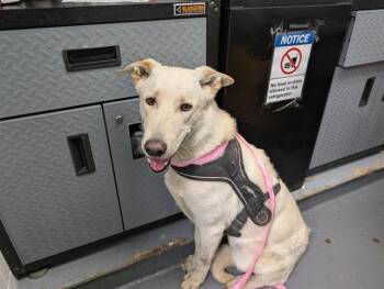 German Shepherd Dog Dogs Available for Adoption in Antioch, California - LAIDBACK LUKE | PetCurious