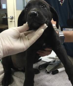 German Shepherd Dog and Mixed Breed Dogs Available for Adoption - BENJI | PetCurious