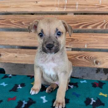 Idaho -  Chihuahua and Miniature Dachshund Dog for Adoption in St. Augustine, Florida - Idaho | PetCurious