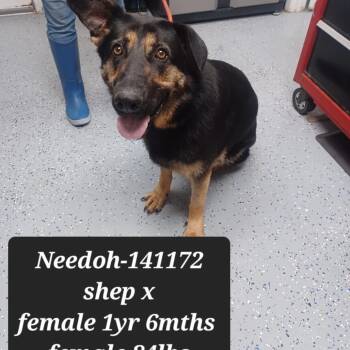 Shepherd Dogs Available for Adoption in New Tazewell, Tennessee - Needoh | PetCurious