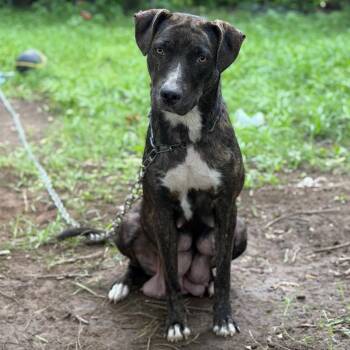 Amethyst -  Shepherd and Mixed Breed Dog for Adoption in Fort Smith, Arkansas - Amethyst | PetCurious