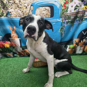 Pit Bull Terrier Dogs Available for Adoption in Statesboro, Georgia - Mickey | PetCurious