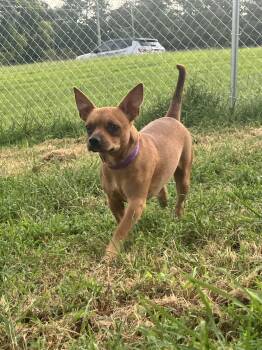 Kyro -  Chihuahua Dog for Adoption in Fort Payne, Alabama - Kyro | PetCurious