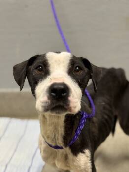 Rescue Pit Bull Terrier Dogs for Adoption in Las Vegas, Nevada - LILO | PetCurious