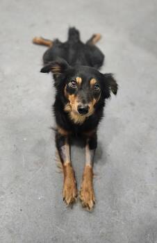 Laveau -  Terrier Dog Available for Adoption in San Leon, Texas - Laveau | PetCurious