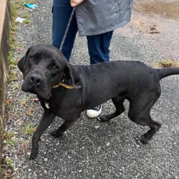 Chief -  Mixed Breed Dog for Adoption in Edwardsville, Illinois - Chief | PetCurious